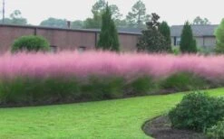 Pink Muhly Grass - Cotton Candy Grass - 2 Gallon Pot -Garden Sales Store muhly grass pink 70