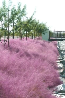 Pink Muhly Grass - Cotton Candy Grass - 2 Gallon Pot -Garden Sales Store muhly grass pink 77