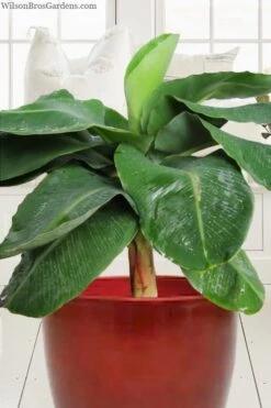 Little Prince Banana Plant - 1 Gallon Pot 7 Little Prince Banana Plant - 1 Gallon Pot -Garden Sales Store musa little prince dwarf banana plant 1