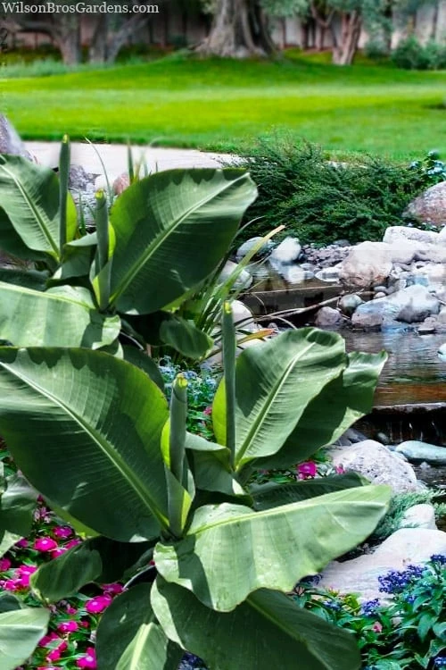 Little Prince Banana Plant - 1 Gallon Pot 1 Little Prince Banana Plant - 1 Gallon Pot