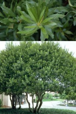 Southern Wax Myrtle - 3 Gallon Pot -Garden Sales Store myrica cerifera southern wax myrtle 100