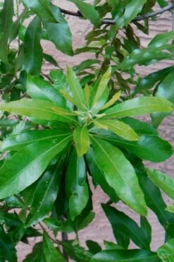 Southern Wax Myrtle - 3 Gallon Pot -Garden Sales Store myrica cerifera southern wax myrtle 102