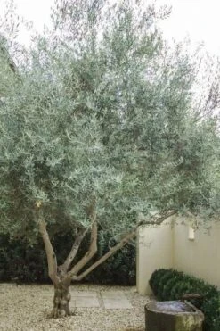 Arbequina Olive Tree - 5 Gallon Pot -Garden Sales Store olive tree arbequina 4 1