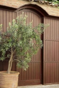 Arbequina Olive Tree - 1 Gallon Pot -Garden Sales Store olive tree arbequina 6