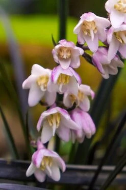 Black Beard Black Mondo Grass - Ophiopogon Planiscapus - 1 Gallon Pot 8 Black Beard Black Mondo Grass - Ophiopogon Planiscapus - 1 Gallon Pot -Garden Sales Store ophiopogon planiscapus black beard black mondo grass 3