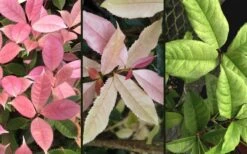 Noble Lady Tea Olive - 3 Gallon Pot -Garden Sales Store osmanthus fragrans quinnan guifei noble lady tea olive 4