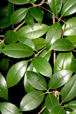 Fruitland's Fortune Tea Olive Double Trunk Tree Form - 7 Gallon Pot (4-5') -Garden Sales Store osmanthus fruitlands fortune tea olive 1