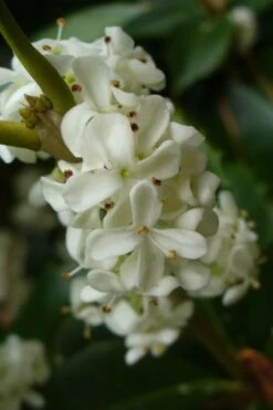 Fruitland's Fortune Tea Olive Double Trunk Tree Form - 7 Gallon Pot (4-5') -Garden Sales Store osmanthus fruitlands fortune tea olive 3