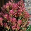 Party Lights Pink Flush Tea Olive - Osmanthus Heterophyllus - 1 Gallon Pot