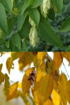 American Hop Hornbeam (Ostrya Virginiana) - 1 Gallon Pot -Garden Sales Store ostrya virginiana hophornbeam tree 7