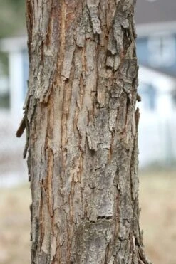 American Hop Hornbeam (Ostrya Virginiana) - 1 Gallon Pot -Garden Sales Store ostrya virginiana hophornbeam tree 8