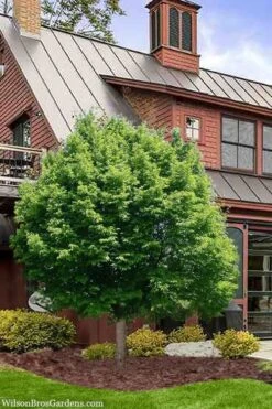 American Hop Hornbeam (Ostrya Virginiana) - 1 Gallon Pot -Garden Sales Store ostrya virginiana hophornbeam tree 9