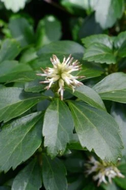 Pachysandra - Japanese Spurge - 18 Count Flat Of Pint Pots -Garden Sales Store pachysandra terminalis japanese spurge 106