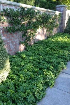 Pachysandra - Japanese Spurge - 18 Count Flat Of Pint Pots -Garden Sales Store pachysandra terminalis japanese spurge 107