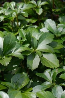 Pachysandra - Japanese Spurge - 18 Count Flat Of Pint Pots -Garden Sales Store pachysandra terminalis japanese spurge 108
