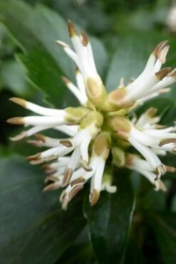 Pachysandra - Japanese Spurge - 18 Count Flat Of Pint Pots -Garden Sales Store pachysandra terminalis japanese spurge 109