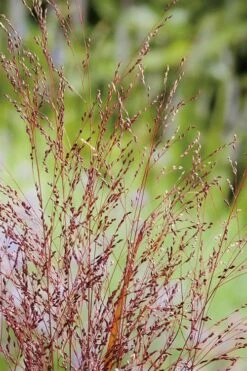 Squaw Switch Grass (Panicum Virgatum) - 6 Pack Of 1 Gallon Pots -Garden Sales Store panicum virgatum squaw switch grass 4