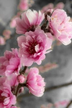 Corinthian Flowering Peach Tree - 5 Gallon Pot -Garden Sales Store peach corinthian 2 thumbnail