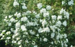 Illuminati Arch Mock Orange (Philadelphus Coronarius) - 3 Gallon Pot -Garden Sales Store philadelphus illuminati arch mock orange 4