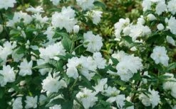 Illuminati Arch Mock Orange (Philadelphus Coronarius) - 3 Gallon Pot -Garden Sales Store philadelphus illuminati arch mock orange 5