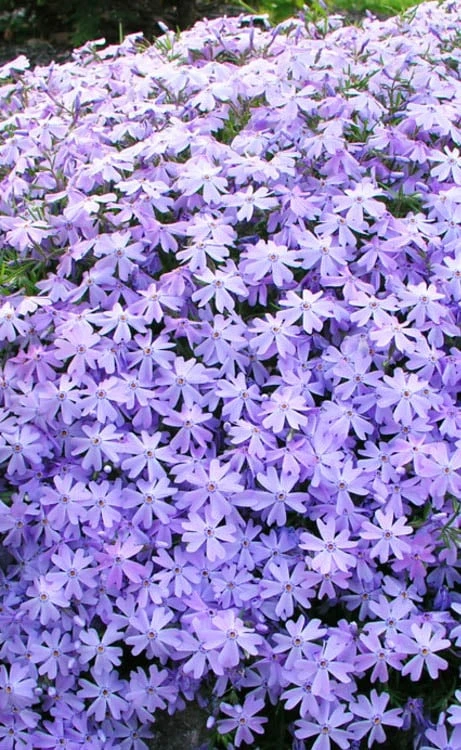 Blue Creeping Phlox - 1 Gallon Pot 4 Blue Creeping Phlox - 1 Gallon Pot - Image 4