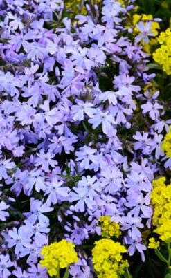 Blue Creeping Phlox - 6 Pack Of Pint Pots 11 Blue Creeping Phlox - 6 Pack Of Pint Pots -Garden Sales Store phlox subulata blue creeping 2 1