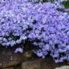 Blue Creeping Phlox - 6 Pack Of Pint Pots