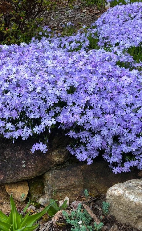 Blue Creeping Phlox - 1 Gallon Pot 1 Blue Creeping Phlox - 1 Gallon Pot