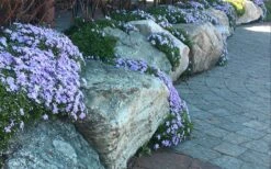 Blue Creeping Phlox - 6 Pack Of Pint Pots 10 Blue Creeping Phlox - 6 Pack Of Pint Pots -Garden Sales Store phlox subulata blue creeping 4 1