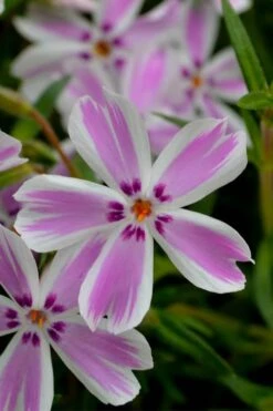 Candy Stripe Creeping Phlox - 5 Pack Of Quart Pots -Garden Sales Store phlox subulata candy stripe creeping 21