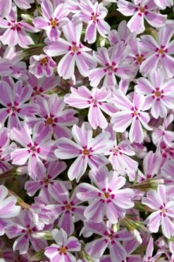 Candy Stripe Creeping Phlox - 5 Pack Of Quart Pots