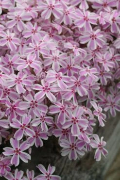 Candy Stripe Creeping Phlox - 5 Pack Of Quart Pots -Garden Sales Store phlox subulata candy stripe creeping 27