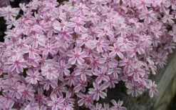 Candy Stripe Creeping Phlox - 5 Pack Of Pint Pots -Garden Sales Store phlox subulata candy stripe creeping 29 1