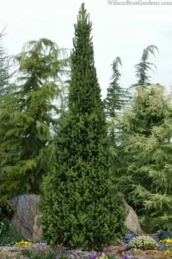 Cupressina Columnar Norway Spruce (Picea Abies) - 5 Gallon Pot