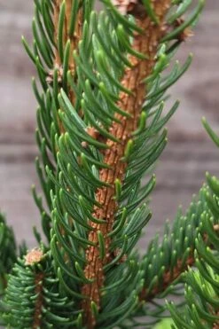 Cupressina Columnar Norway Spruce (Picea Abies) - 5 Gallon Pot -Garden Sales Store picea abies cupressina columnar norway spruce 2