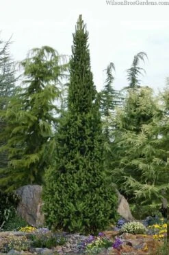 Cupressina Columnar Norway Spruce (Picea Abies) - 5 Gallon Pot -Garden Sales Store picea abies cupressina columnar norway spruce 6