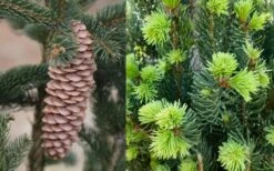 Cupressina Columnar Norway Spruce (Picea Abies) - 5 Gallon Pot -Garden Sales Store picea abies cupressina columnar norway spruce 7