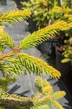 Gold Drift Weeping Norway Spruce (Picea Abies) - 6 Gallon Pot -Garden Sales Store picea abies gold drift norway spruce 3