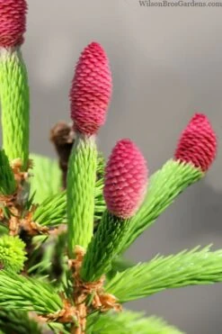 Pusch Dwarf Norway Spruce Topiary Tree - 3 Gallon Pot -Garden Sales Store picea abies pusch dwarf norway spruce 1