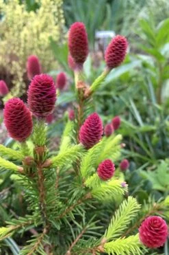 Pusch Dwarf Norway Spruce Topiary Tree - 3 Gallon Pot -Garden Sales Store picea abies pusch dwarf norway spruce 16