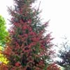 Red Tipped Norway Spruce (Picea Abies 'Rubra Spicata') - 3 Gallon Pot