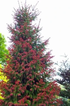 Red Tipped Norway Spruce (Picea Abies 'Rubra Spicata') - 3 Gallon Pot