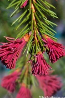 Red Tipped Norway Spruce (Picea Abies 'Rubra Spicata') - 6 Gallon Pot -Garden Sales Store picea abies rubra spicata red tip norway spruce 6 1