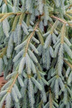 Bush's Lace Engelmann Spruce (Picea Engelmannii) - 1 Gallon Pot 7 Bush's Lace Engelmann Spruce (Picea Engelmannii) - 1 Gallon Pot -Garden Sales Store picea engelmannii bushs lace engelmann spruce 10