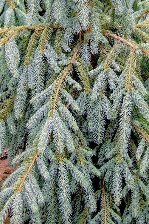 Bush's Lace Engelmann Spruce (Picea Engelmannii) - 1 Gallon Pot 4 Bush's Lace Engelmann Spruce (Picea Engelmannii) - 1 Gallon Pot - Image 4