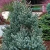Blue Teardrop White Spruce (Picea Glauca) - 5 Gallon Pot
