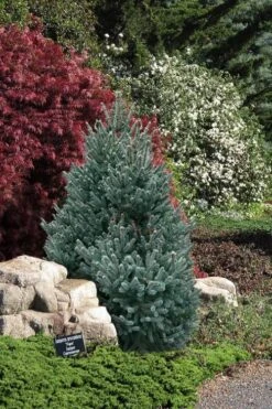Blue Teardrop White Spruce (Picea Glauca) - 5 Gallon Pot -Garden Sales Store picea glauca blue teardrop white spruce 2