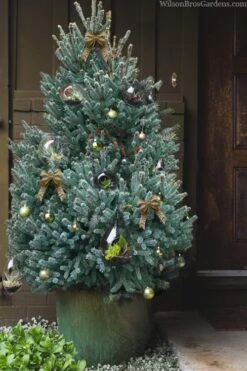 Blue Teardrop White Spruce (Picea Glauca) - 5 Gallon Pot -Garden Sales Store picea glauca blue teardrop white spruce 320copy