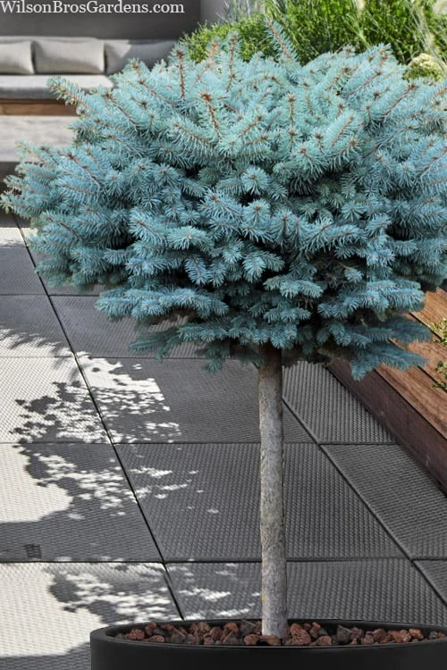 Dwarf Globe Blue Spruce Topiary Tree (Picea Pungens 'Globosa') - 1 Gallon Pot 1 Dwarf Globe Blue Spruce Topiary Tree (Picea Pungens 'Globosa') - 1 Gallon Pot