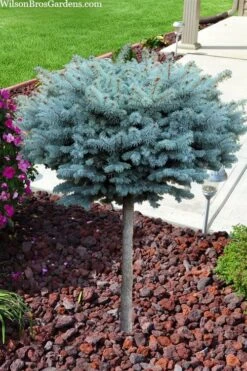 Dwarf Globe Blue Spruce Topiary Tree (Picea Pungens 'Globosa') - 1 Gallon Pot 8 Dwarf Globe Blue Spruce Topiary Tree (Picea Pungens 'Globosa') - 1 Gallon Pot -Garden Sales Store picea pungens glauca globosa dwarf globe colorado blue spruce topiary tree 2